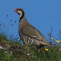 Rock Partridge